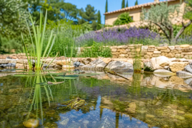 Faune d'une mare naturelle en Provence-Alpes-Côte d'Azur